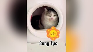 Xấu hổ quá mèo cat