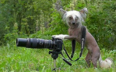 Florida Tidak Memelihara Anjing Pengangguran