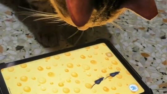 Chaisan playing
