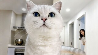 What happens if you ignore your cat for a day? True Hide-and-Seek [Huahua and the Three Cats]