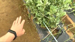 304 _ Người Nhật Có Thân Thiện Như Trên Phim Không_ _ Thử Bắt Chuyện Với Người Nhật