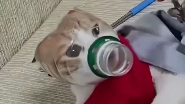 Cara Memotong Kuku Kucing