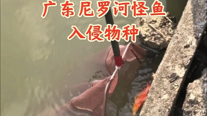 Dọn dẹp loài cá ngoại lai gây hại, cá vược sông Nin ở Quảng Đông khiến nhiều loại cá cảnh bị đe dọa