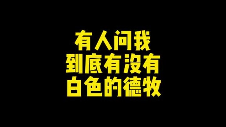 Nếu bạn đang nói đến giống chó Becgie Đức màu trắng hiện nay thì chỉ có thể nói là không đạt tiêu ch