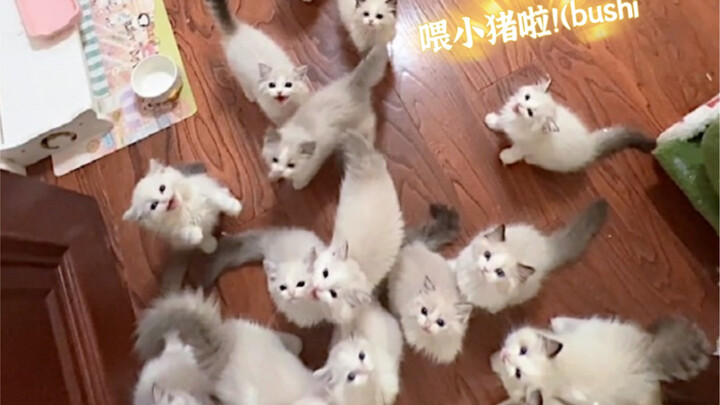 Hôm nay các bạn heo con cũng ngoan ngoãn ăn cơm đấy!