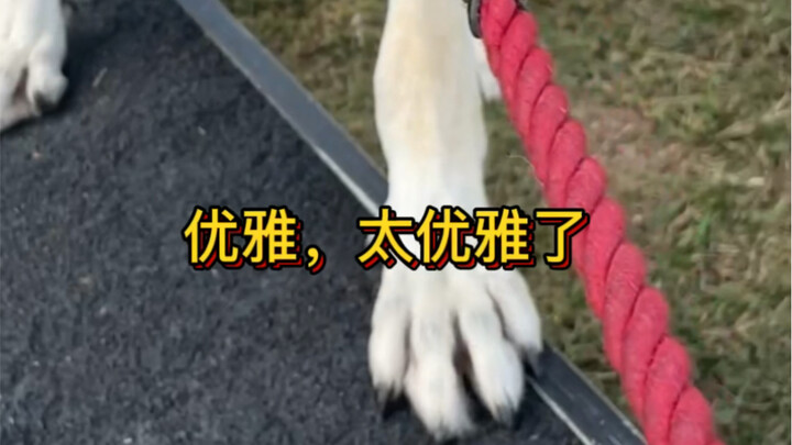 เกี่ยวกับว่าฉันดังในวงการคนรักหมาได้ยังไง..
