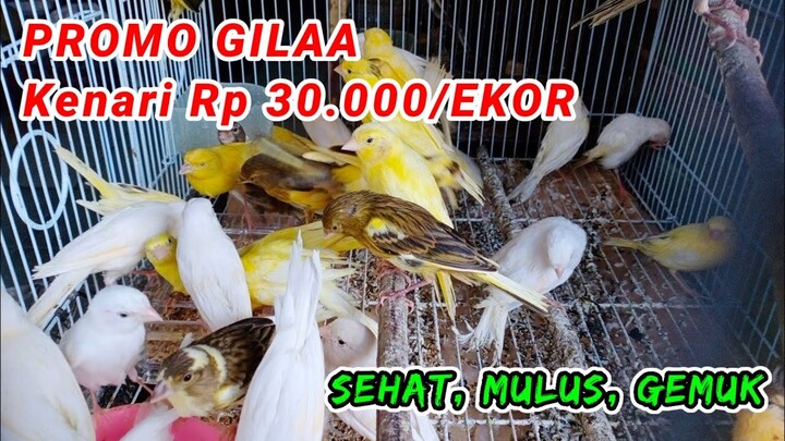 Promo Kenari 30 Ribu. Update Harga Terbaru Kios ADE BIRD SHOP Jakpus.