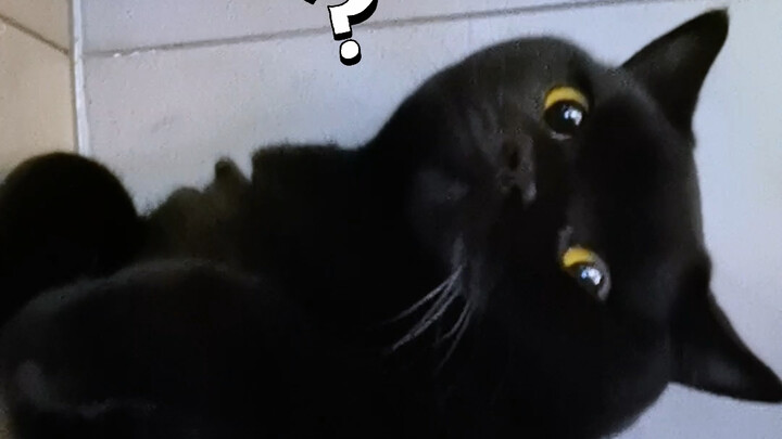 Perut kucingku sobek! Butuh bantuan segera! Cepat-cepat～