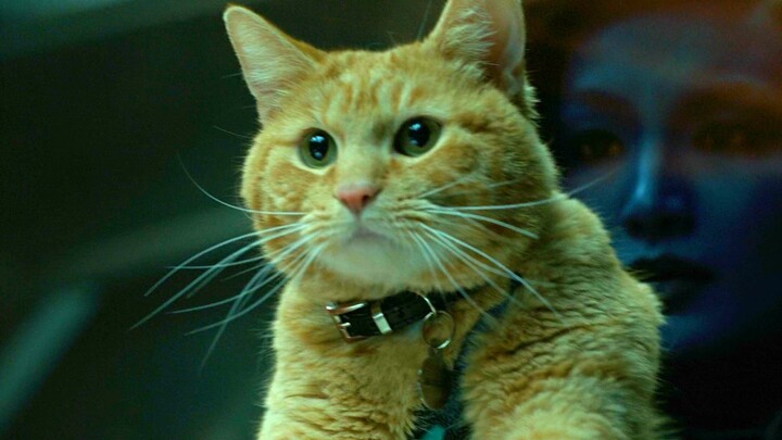 【Binatang Pemakan Yuan】Ini kucing oranye buat kamu, yakin deh kamu nggak berani pegang sekalipun!