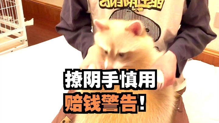 ฮ่าๆๆๆ ขำตายแล้ว #แรคคูน #ตลก