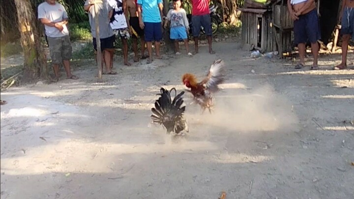 bisag vs high breed bisaya win wlang sugat.