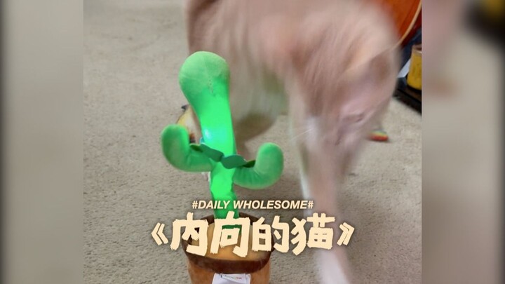 How Introverted Are the Shy Cats You’ve Seen?