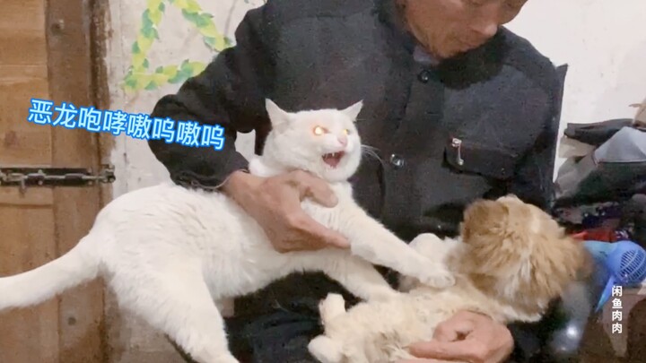 If I adopt you, wouldn’t that mean I’ve got both a cat and a dog? What’s the deal, litter-picker—bri