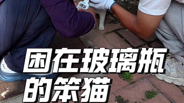 【Penyelamatan Hewan dengan Lengan Bertato】Video terbaru telah tayang, mohon dukungannya!