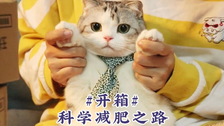 【Đập hộp】Hãy xem các sen mèo thường mua những món đồ gì cho boss nhà mình nhé!