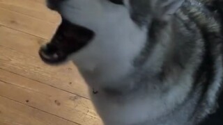 Chó Golden: Đặc biệt không thích Husky, tốt nhất đừng nuôi chung với nhau