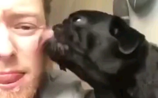 Catch All the Sand-Sculpted Animals in One Go