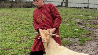 整个全羊宴！吃！