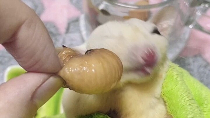 If you don't eat bamboo worms, will a giant bamboo worm kick your ass? Honey, I'd rather die than gi