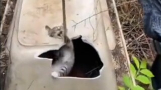 猫: “ 轻点！这TM是脑袋！”