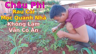 Không cần trồng rau vẫn có ăn ở Châu Phi|| Ahihi cuộc sống Châu Phi