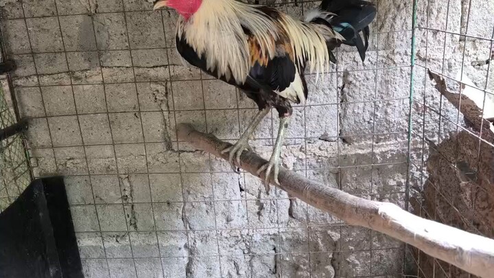 1x winner hatch grey