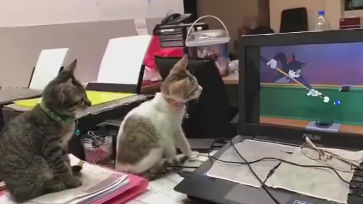 Two little kittens watch cartoons together—so cute!