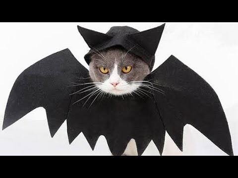 KUCING RUMIT - Paling imut eps.1