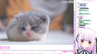 日本萝莉看可爱猫咪幼崽  被萌化了