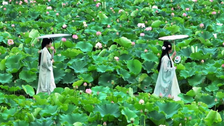 “Spring Breeze Brushes the Willows, Summer Breeze Blows Over the Lotus”