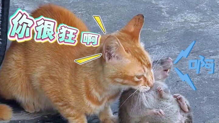 หนู: ฉันยอมรับว่าเมื่อกี้เสียงดังไปหน่อย