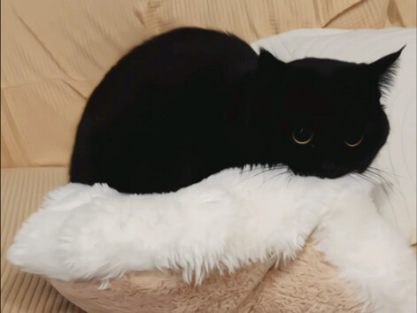 Khoảnh khắc mèo con say sữa thực tế