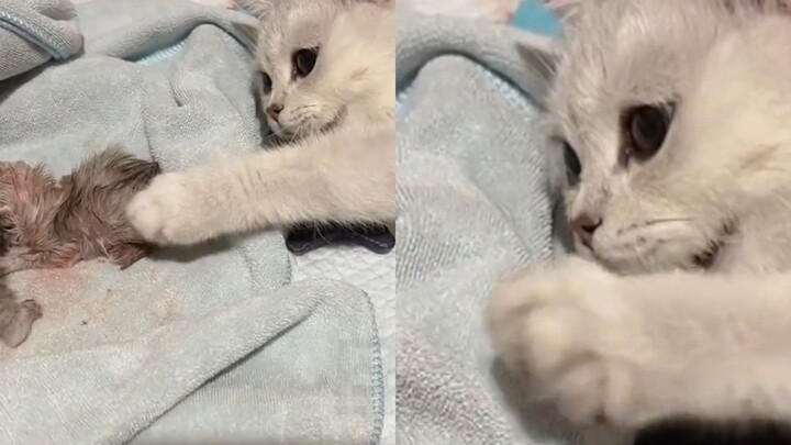 猫妈妈刚生产完非常虚弱，但看到一旁的小猫崽，下意识的动作让人破防