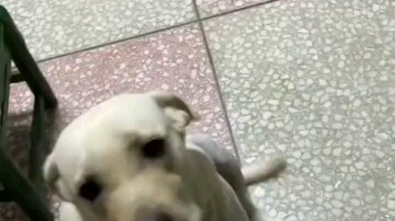 The dog mom went to her owner to complain—her owner’s child is bullying her own puppy.