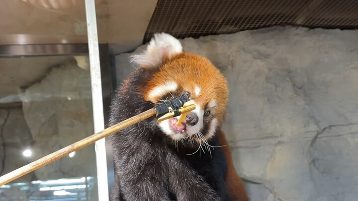 كيف يمكن زيارة الحدائق الثلاث دون زيارة حديقة الحيوان؟