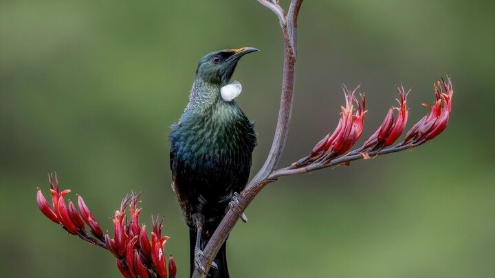 El ave que canta DOS sonidos a la vez 🐦🎵