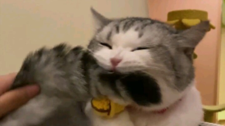 Mèo và đuôi mèo thực sự là hai sinh vật khác nhau!