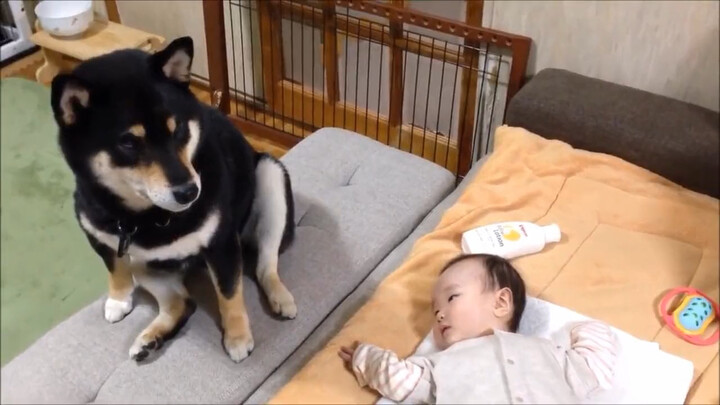 Dog meeting baby for the first time