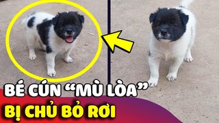 Chú cún nhỏ bị 'BỎ RƠI' không thể nhìn thấy gì và CÂU CHUYỆN xúc động phía sau 😢 | Gâu Đần