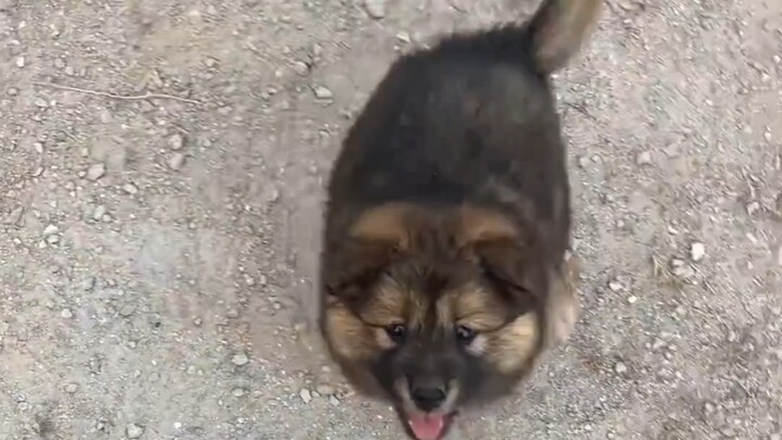 Anjing kecil berbulu cokelat itu sangat menggemaskan, momen ini benar‑benar membuat hati meleleh kar