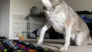 哈士奇用发音按钮和主人对话，主人表示只教了它两个多月