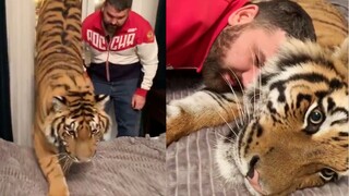Con hổ lớn đã chiếm lấy giường của người Nga, chuyện gì sẽ xảy ra tiếp theo?