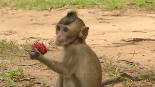 Thanks Papa Give Favorite Fruit To Lola, Lola Eating Her Favorite Fruit With Show Her Lip