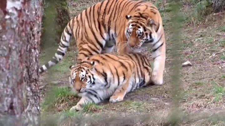 Harimau jantan remaja memperlihatkan kemesraan dan manja kepada sang ayah, namun sang ayah justru me
