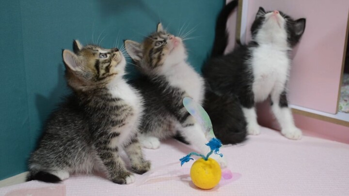 While the little kittens are still small, let’s take a group photo of them—so cute, who could resist