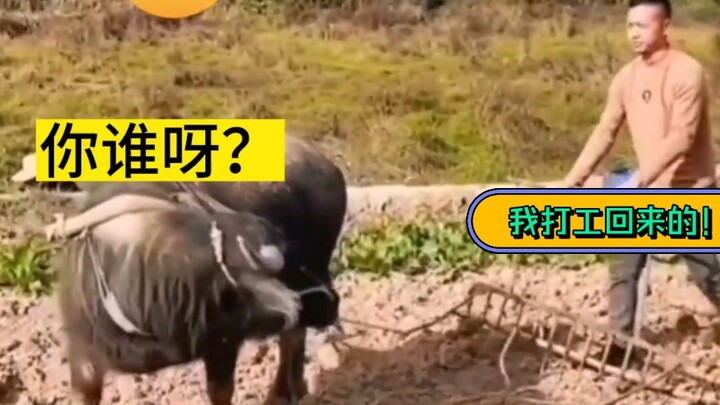 If it weren’t for your old man, I’d beat you to death—some打工仔 who just came back, and you still dare
