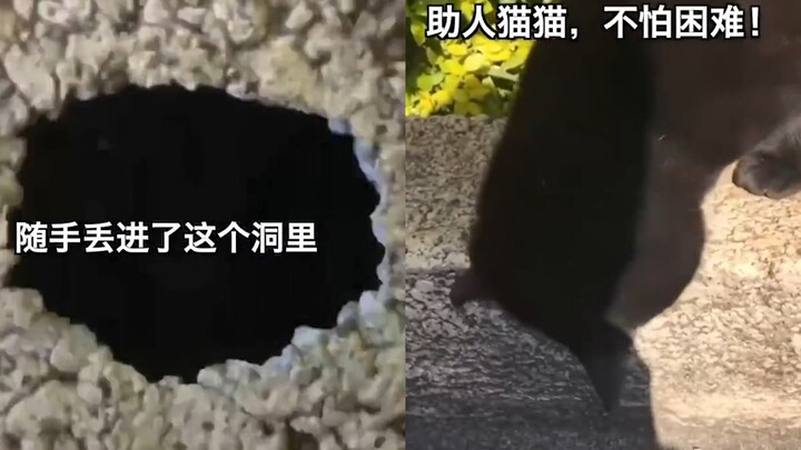 The key fell into a hole and couldn't be taken out, so the neighbor's cat "pulled out its claws to h