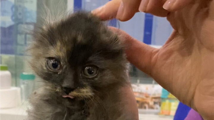 มีคนมาขอรับเลี้ยงลูกแมวจากฉันอีกแล้ว ต้องจับสดๆ เลย จับตัวไหนก็ให้รับเลี้ยงตัวนั้น แล้วลูกแมวตัวต่อไ