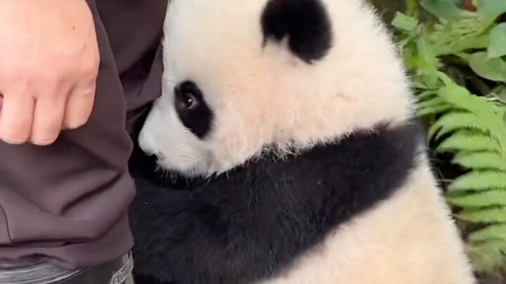 Little Piggy Loves to Bite—Grandpa Da Liang Deserves Much Credit!