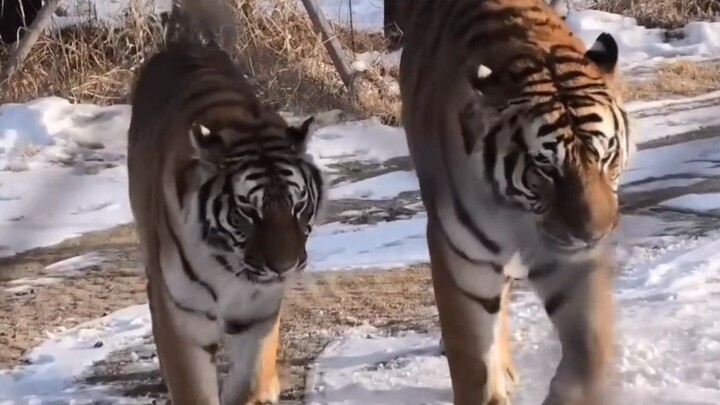 A large male Siberian tiger and his petite wife stroll through the snow, showing off their affection
